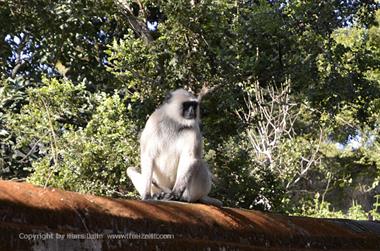 05 Mount_Abu_DSC4140_b_H600
